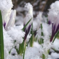 Image to the word март,  Pictures gallery of Zinkod, весна,вiсна,март,march,, Март Первый месяц весны