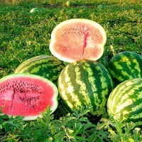 zingi арбуз watermelon