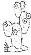 zingi кактус cactus