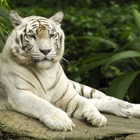 zingi тигр tiger