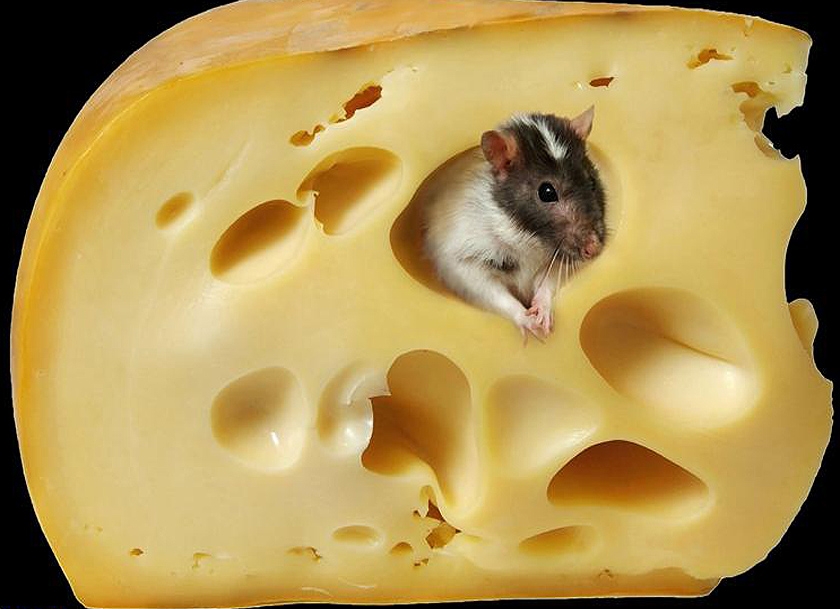 Image to the word сыр,  Pictures gallery of Zinkod, сыр,cheese,, Есть сыр вредно И есть сыр полезно