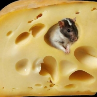 zingi сыр cheese