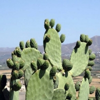 zingi кактус cactus