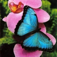 zingi schmetterling butterfly