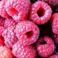 zingi Малина raspberries