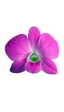 zingi орхидея orchid