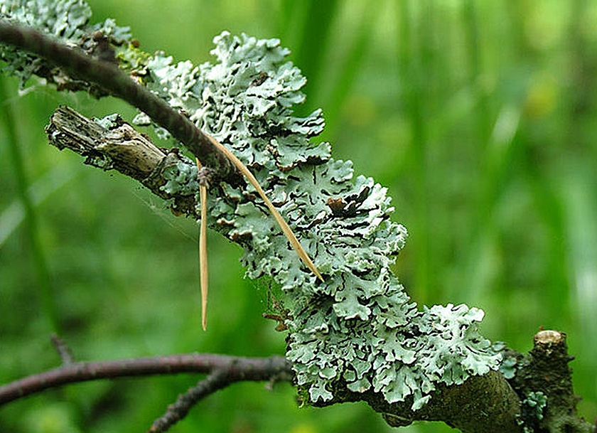 Image to the word лишайник,  Pictures gallery of Zinkod, лишайник, lichen, природа, Лишайники Растение - сфинкс