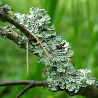 zingi лишайник lichen